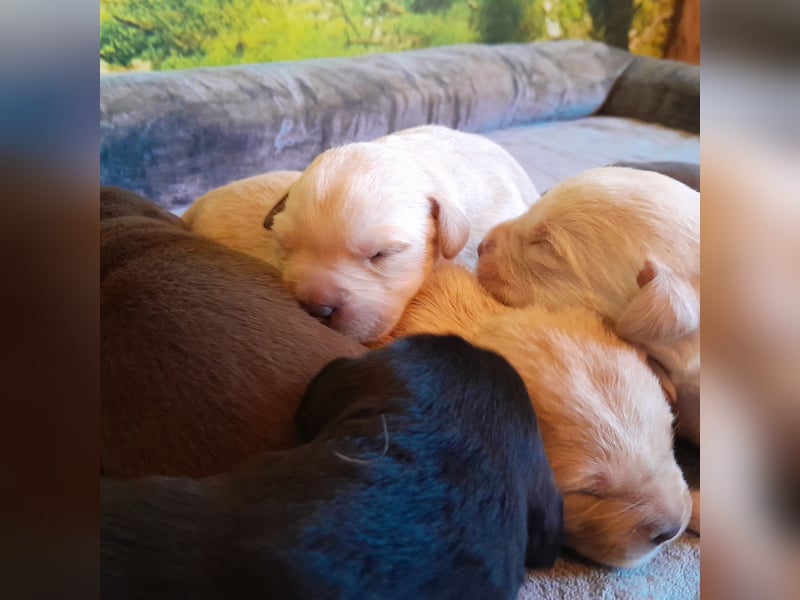 Reinrassige Labradorwelpen