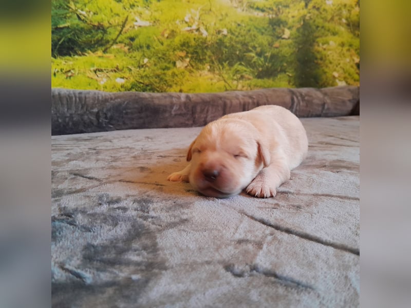 Reinrassige Labradorwelpen