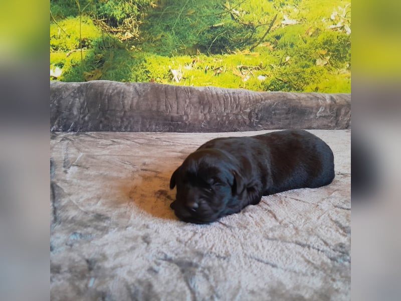 Reinrassige Labradorwelpen