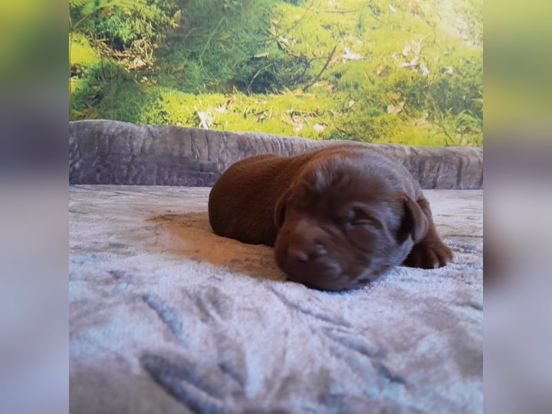 Reinrassige Labradorwelpen