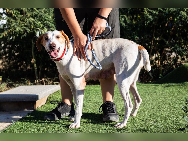 Iva, Mix Labrador / Podengo