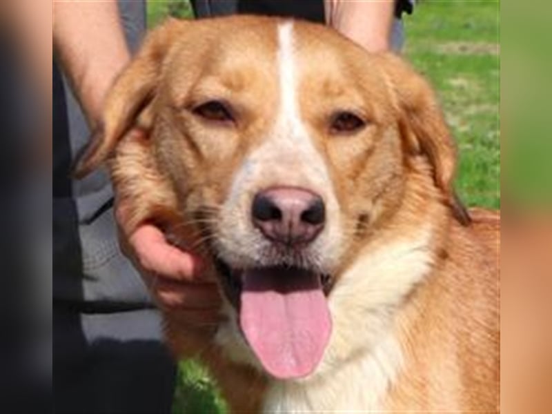 Nala, Mix Labrador / Podengo, lieb und verträglich
