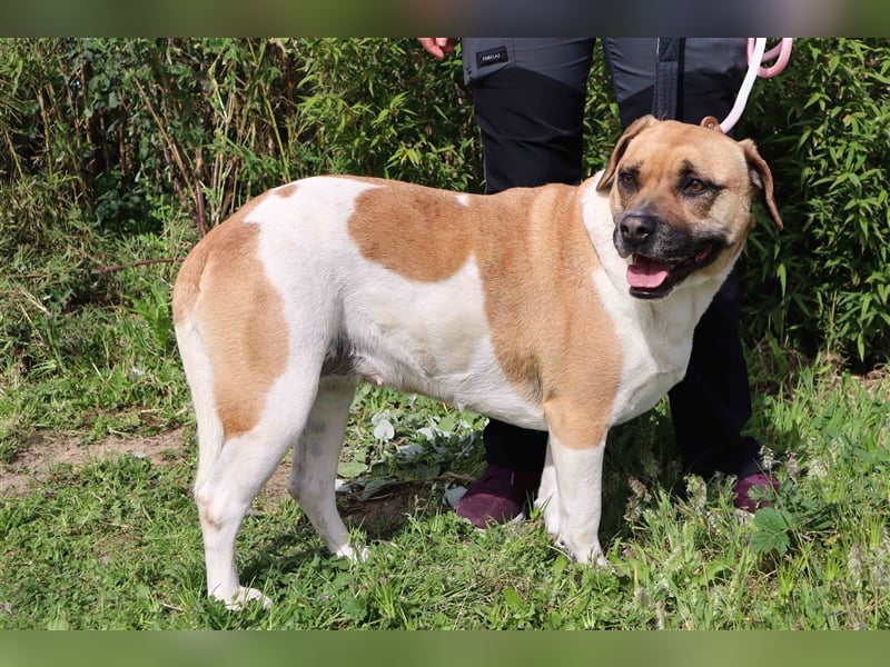 Nani, Mix Labrador / Boxer, lieb und verträglich