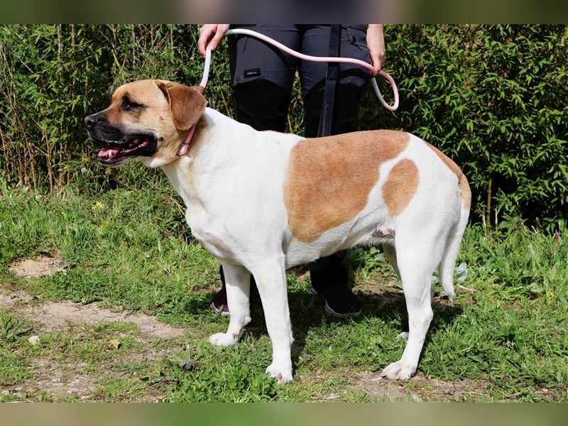 Nani, Mix Labrador / Boxer, lieb und verträglich