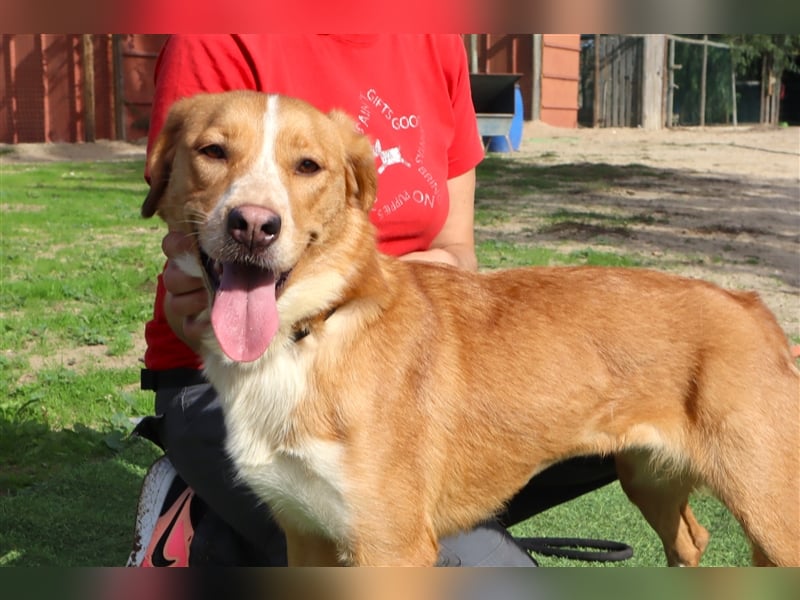 Nala, Mix Labrador / Podengo, lieb und verträglich