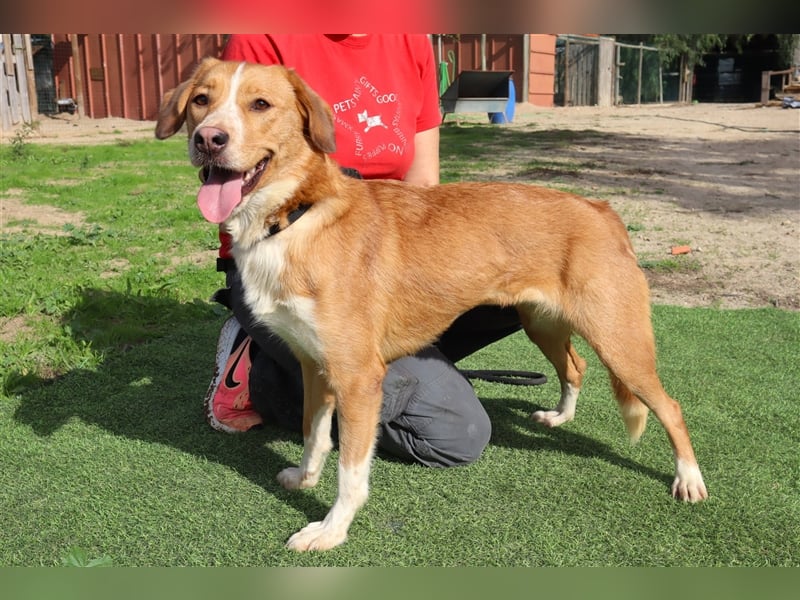 Nala, Mix Labrador / Podengo, lieb und verträglich
