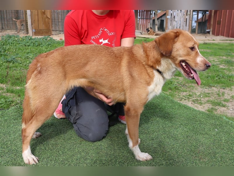 Nala, Mix Labrador / Podengo, lieb und verträglich