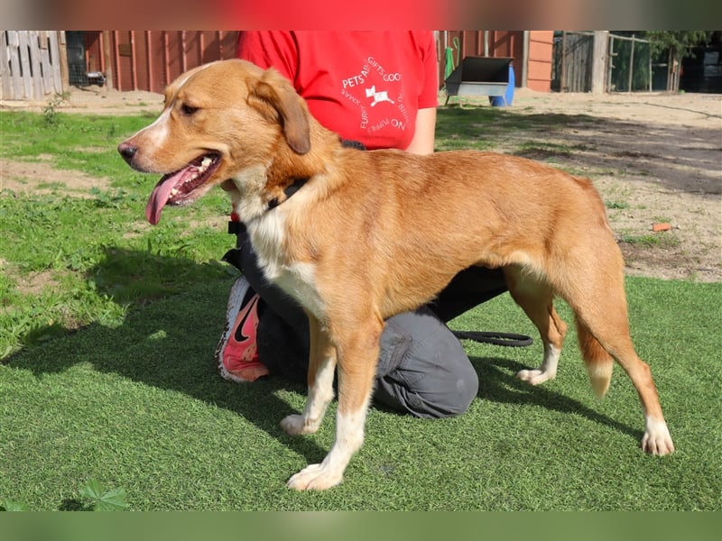 Nala, Mix Labrador / Podengo, lieb und verträglich