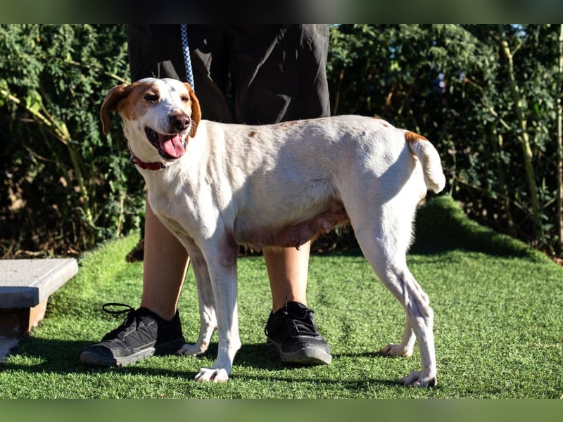 Iva, Mix Labrador / Podengo
