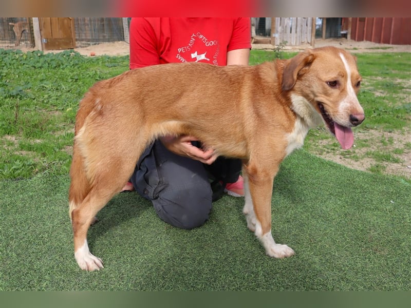 Nala, Mix Labrador / Podengo, lieb und verträglich