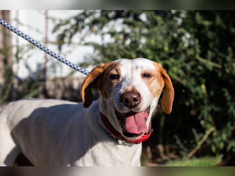 Iva, Mix Labrador / Podengo