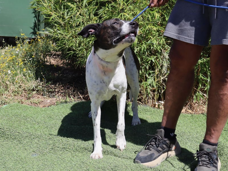 Nikita, Mix Labrador / Boxer, lieb und sozial