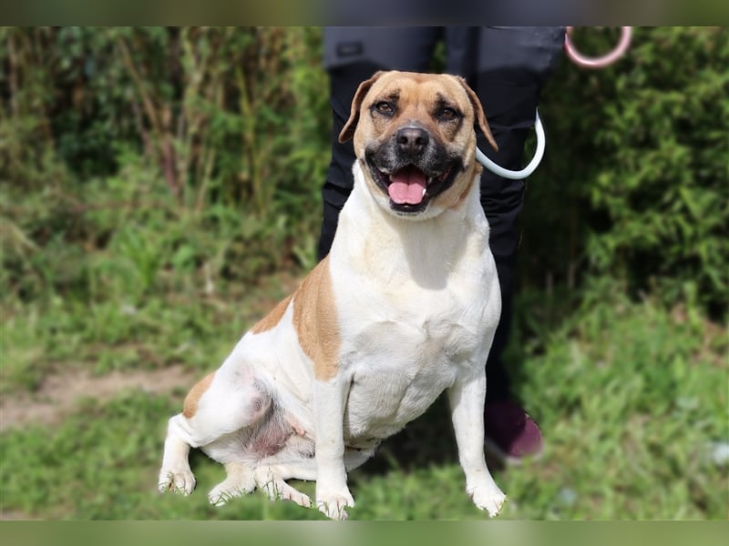 Nani, Mix Labrador / Boxer, lieb und verträglich