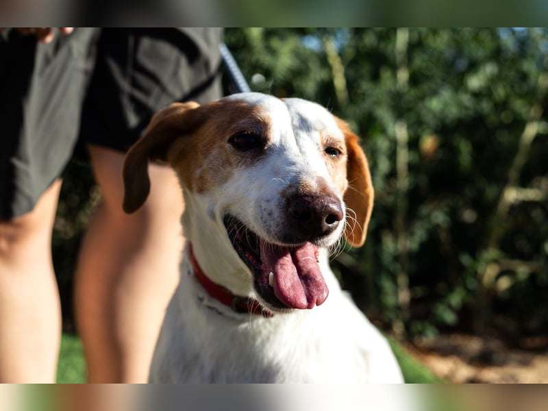 Iva, Mix Labrador / Podengo