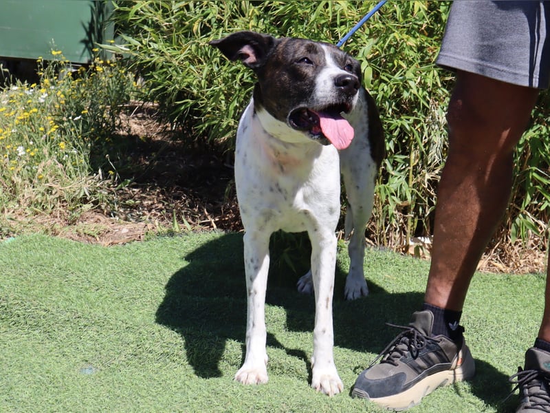 Nikita, Mix Labrador / Boxer, lieb und sozial