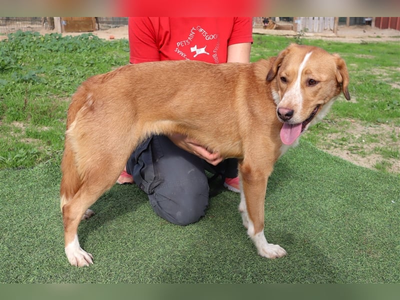 Nala, Mix Labrador / Podengo, lieb und verträglich