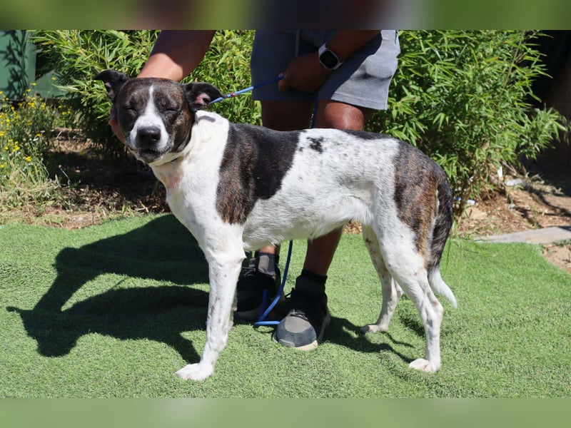 Nikita, Mix Labrador / Boxer, lieb und sozial