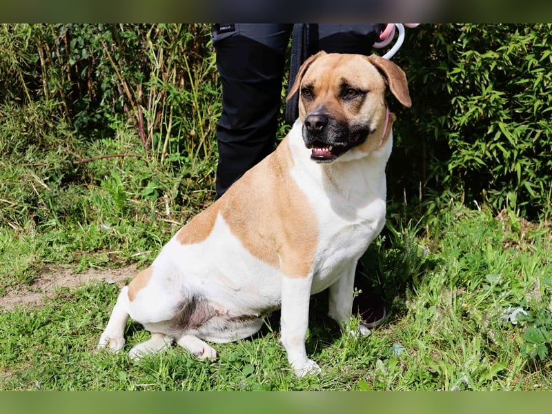 Nani, Mix Labrador / Boxer, lieb und verträglich