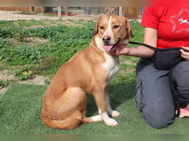 Nala, Mix Labrador / Podengo, lieb und verträglich