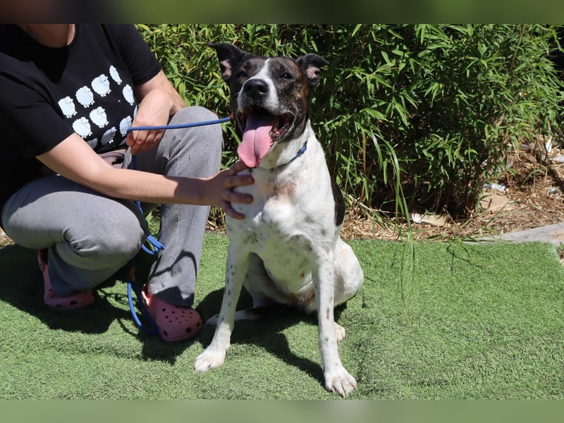 Nikita, Mix Labrador / Boxer, lieb und sozial