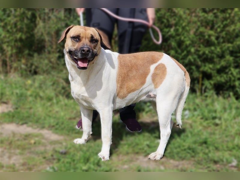 Nani, Mix Labrador / Boxer, lieb und verträglich