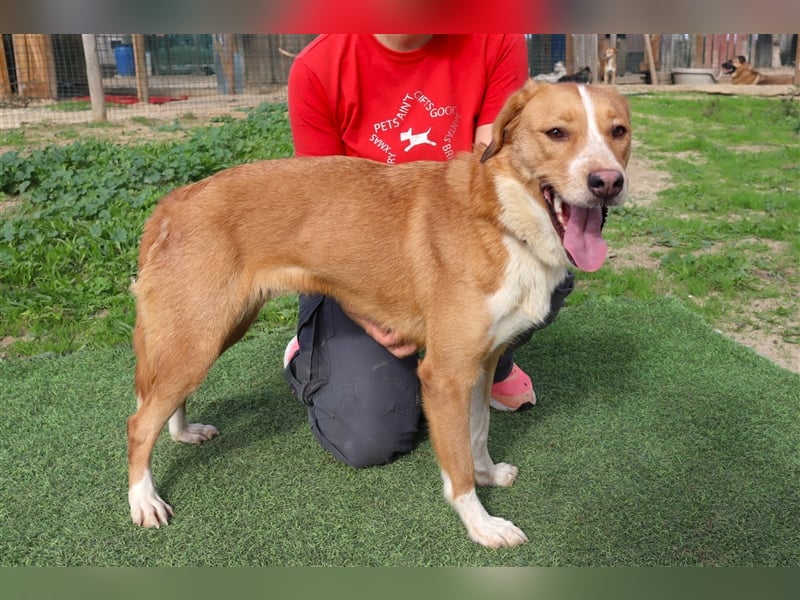 Nala, Mix Labrador / Podengo, lieb und verträglich