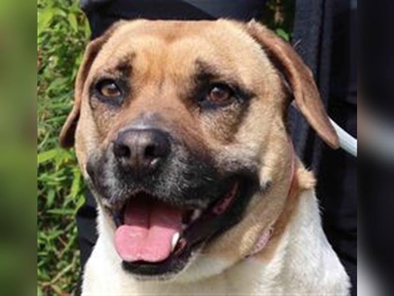Nani, Mix Labrador / Boxer, lieb und verträglich