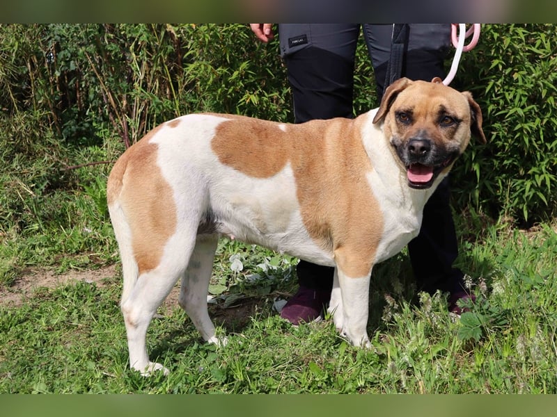 Nani, Mix Labrador / Boxer, lieb und verträglich