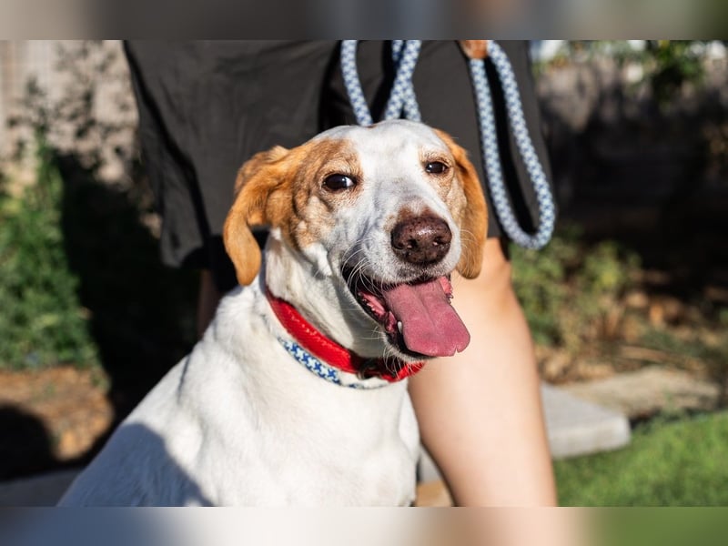 Iva, Mix Labrador / Podengo