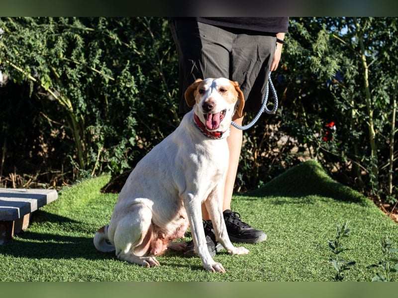 Iva, Mix Labrador / Podengo