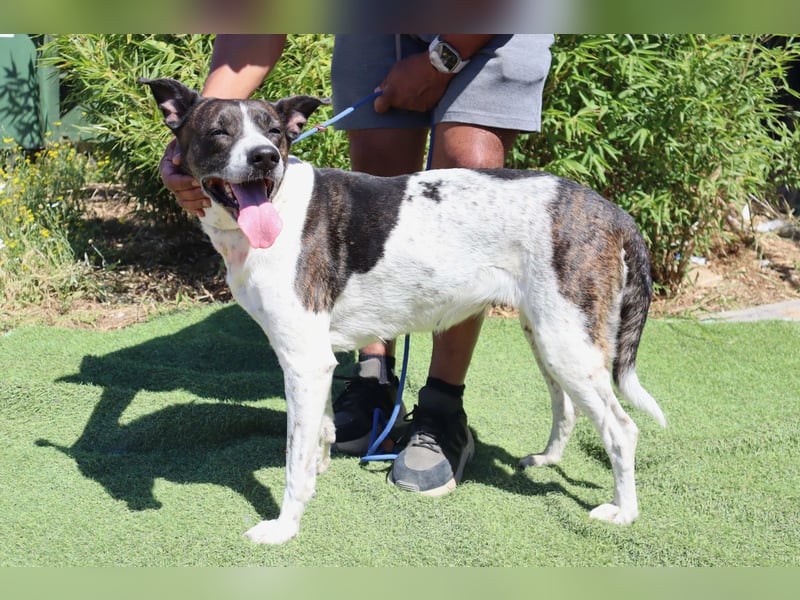 Nikita, Mix Labrador / Boxer, lieb und sozial