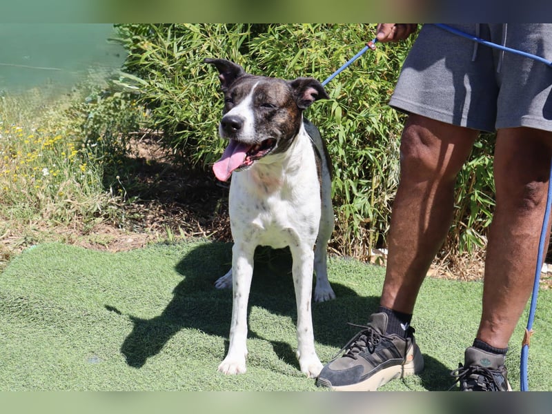 Nikita, Mix Labrador / Boxer, lieb und sozial