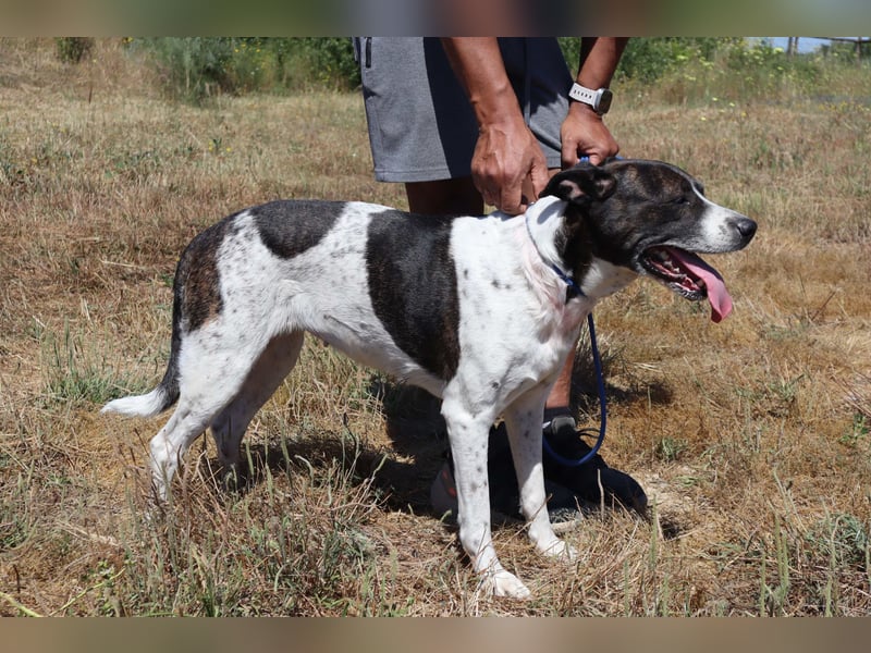 Nikita, Mix Labrador / Boxer, lieb und sozial