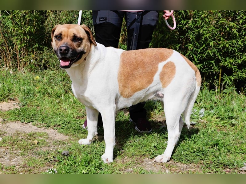 Nani, Mix Labrador / Boxer, lieb und verträglich