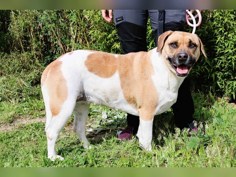 Nani, Mix Labrador / Boxer, lieb und verträglich