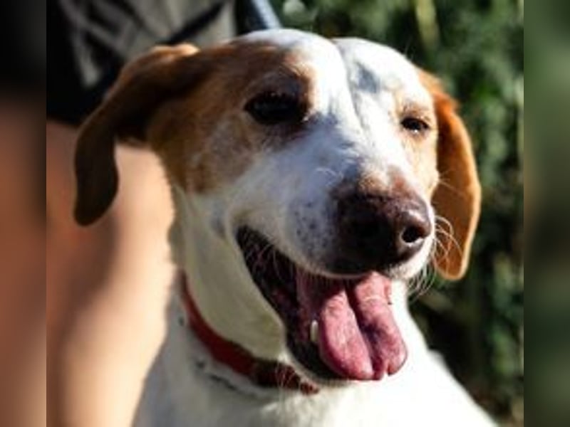 Iva, Mix Labrador / Podengo
