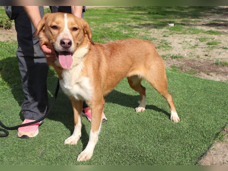 Nala, Mix Labrador / Podengo, lieb und verträglich
