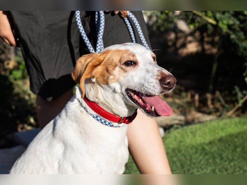 Iva, Mix Labrador / Podengo