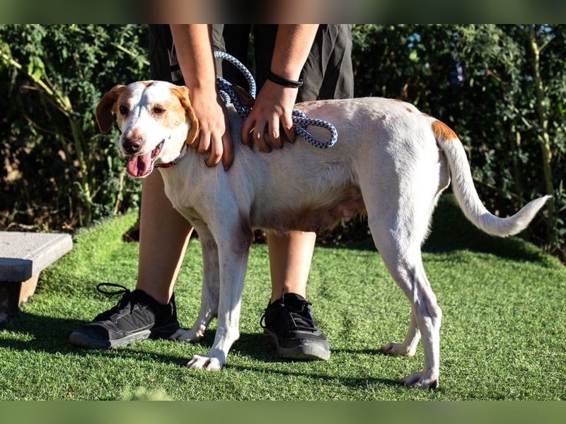 Iva, Mix Labrador / Podengo