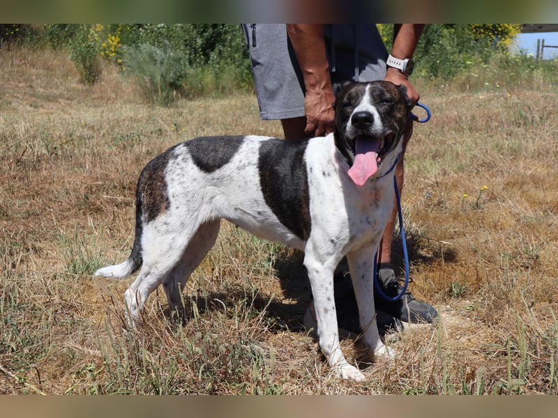 Nikita, Mix Labrador / Boxer, lieb und sozial
