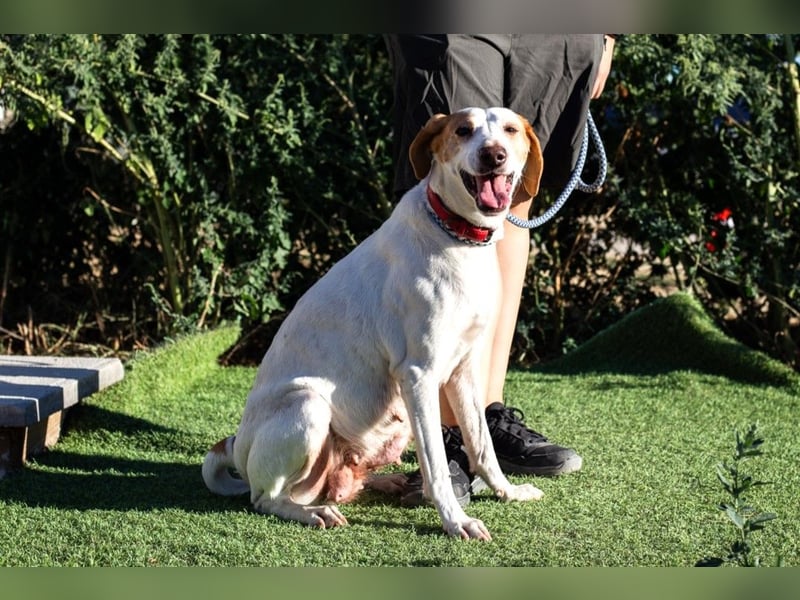 Iva, Mix Labrador / Podengo