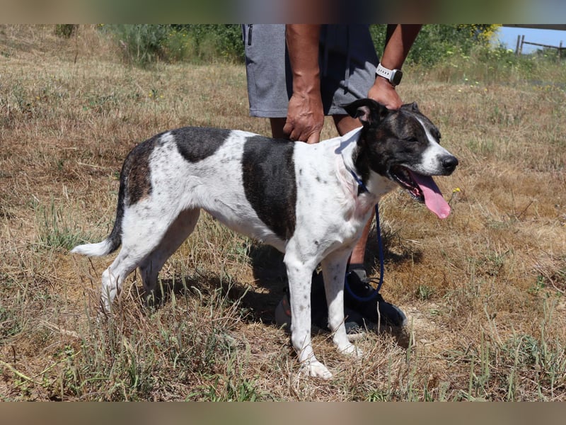 Nikita, Mix Labrador / Boxer, lieb und sozial