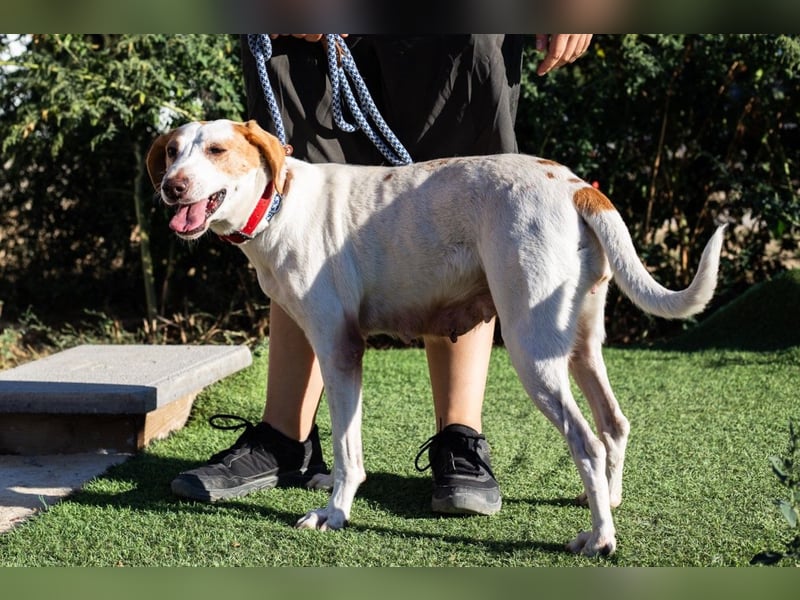 Iva, Mix Labrador / Podengo