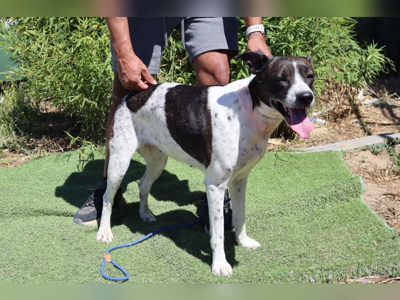 Nikita, Mix Labrador / Boxer, lieb und sozial