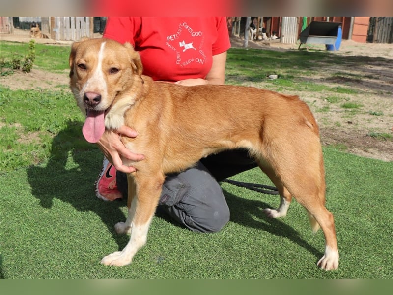 Nala, Mix Labrador / Podengo, lieb und verträglich