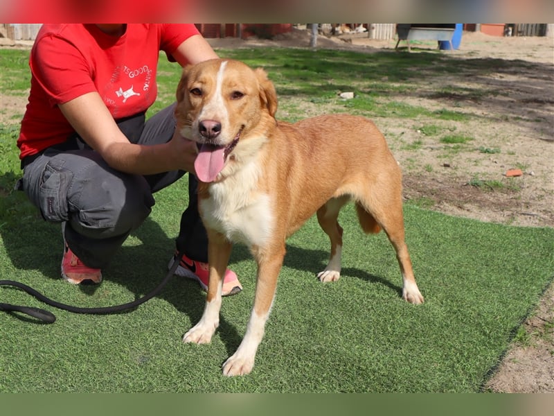 Nala, Mix Labrador / Podengo, lieb und verträglich