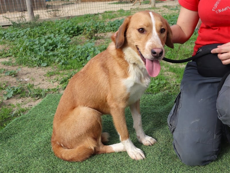 Nala, Mix Labrador / Podengo, lieb und verträglich