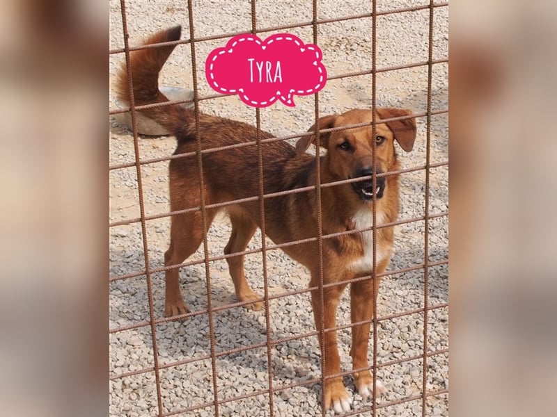 Hündin Tyra eine liebe Maus