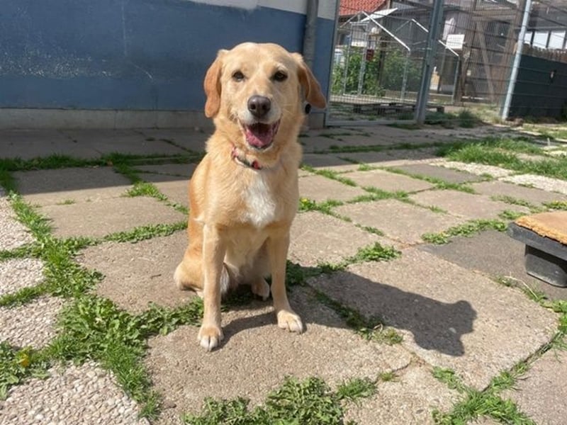 Greta, Labrador Mix, geb. 2020, liebe Familienhündin