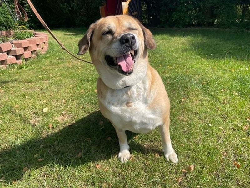 Nazli, Labrador-Mix- Hündin, geb. 2015, su. verständnisvolles Zuhause